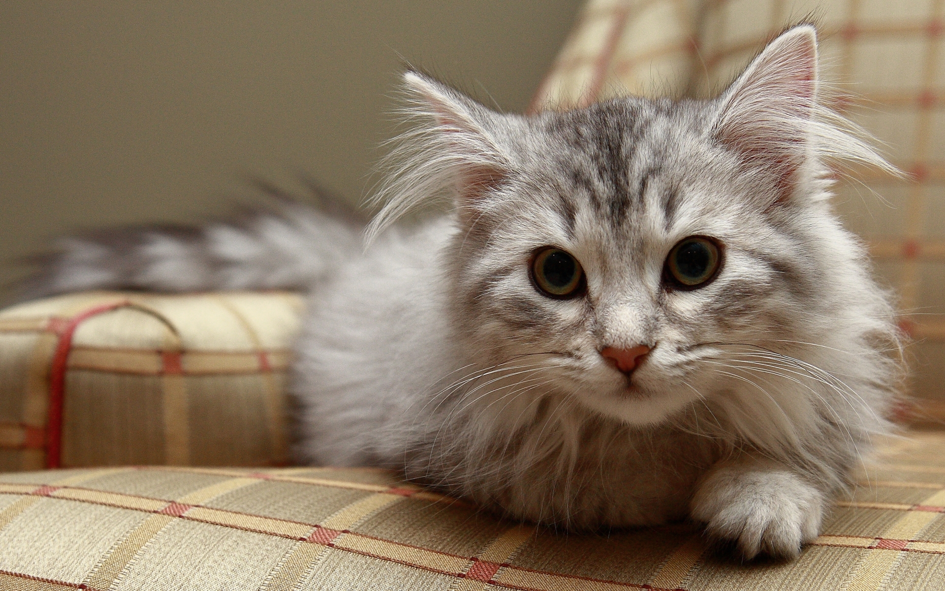 Милая Сибирская кошка фото