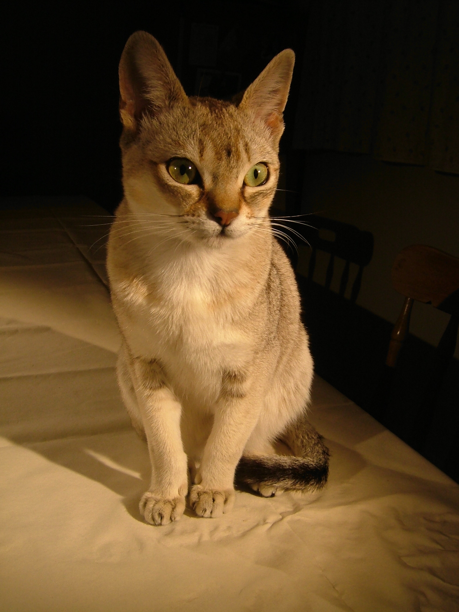 Милый кот породы Сингапура фото