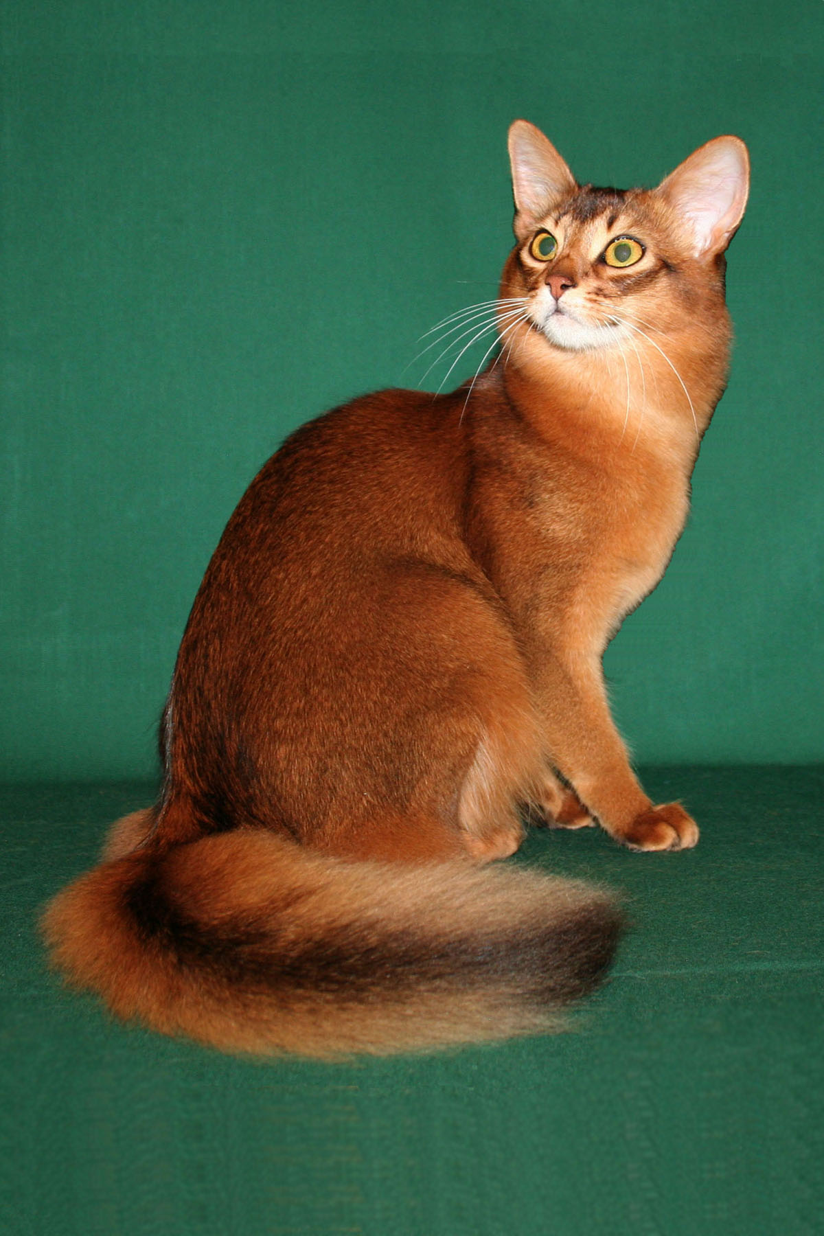 Милый кот породы Сомали фото