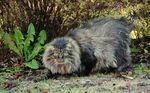 Norwegian Forest Cat in forest