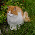 Norwegian Forest Cat in nature