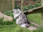 Norwegian Forest Cat in the yard