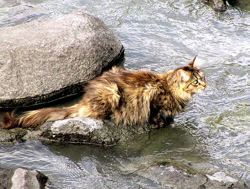 Норвежская лесная кошка в воде фото