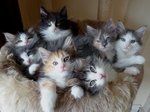 Norwegian Forest Cat kittens on a couch