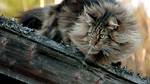 Norwegian Forest Cat on a log