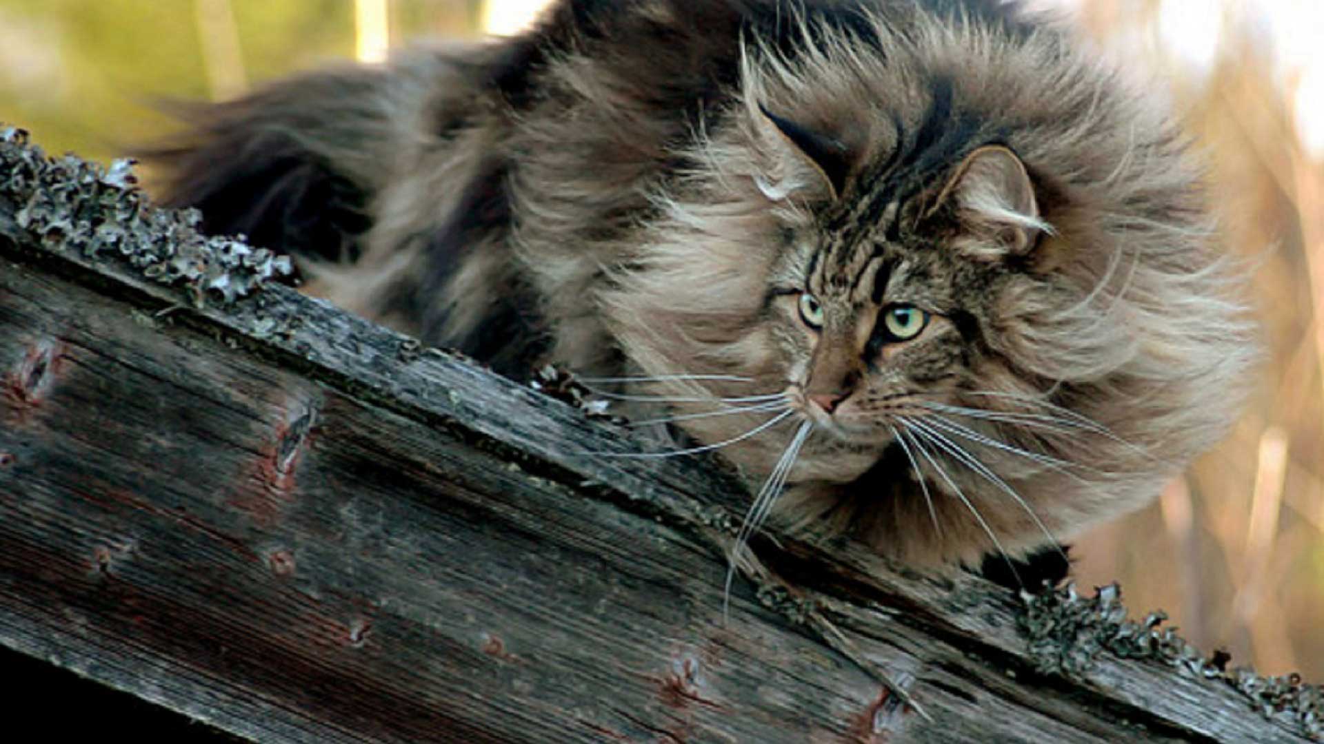 Norwegian Forest Cat on a log photo and wallpaper. Beautiful Norwegian