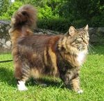 Norwegian Forest Cat on grass