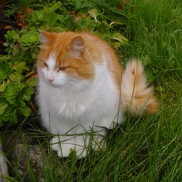 Norwegian Forest Cat photos and wallpapers. Beautiful Norwegian Forest