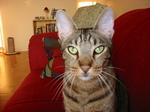 Ocicat cat face