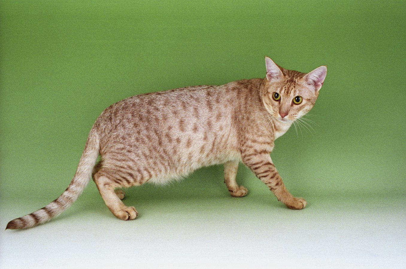 Ocicat cat green background wallpaper