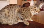 Ocicat cat on the table