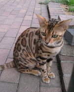 Ocicat for a walk