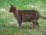 Ocicat in nature