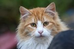 Orange Maine Coon