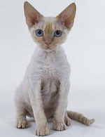Портрет кота породы Орегон Рекс