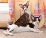 Oriental Bicolor cats