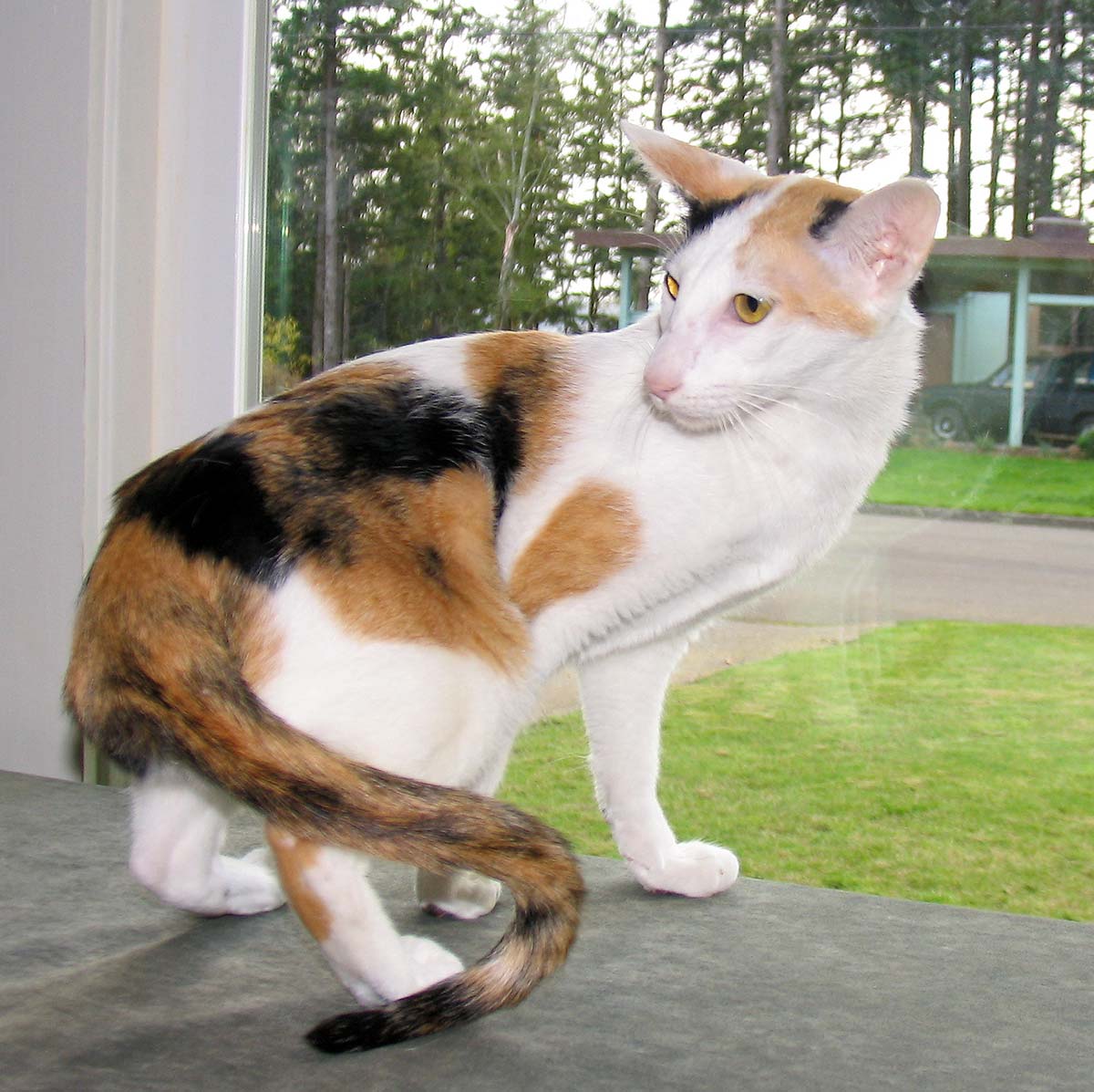 Кот породы Ориентал Биколор во дворе фото
