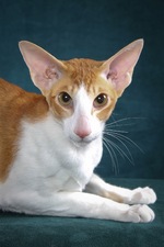 Портрет кота породы Ориентал Биколор