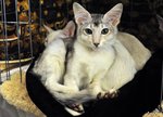 Oriental Longhair family 