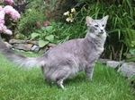 Oriental Longhair in garden