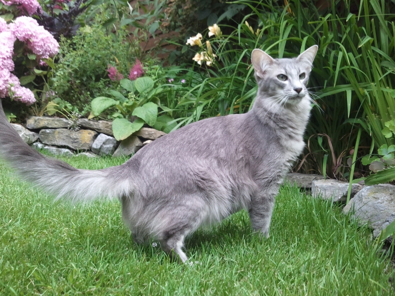 Ориентал длинношерстный кот в саду фото