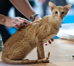 Oriental Shorthair competitions