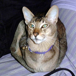 Oriental Shorthair in a purple collar