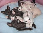 Oriental Shorthair kittens