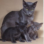 Oriental Shorthair mom and babies