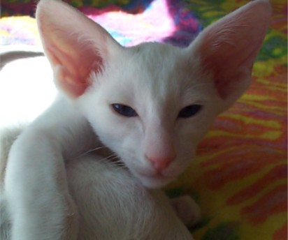 Oriental Shorthair wallpaper