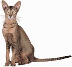 Oriental Shorthair portrait