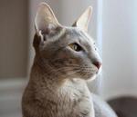 Oriental Shorthair watching