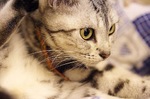 Pensive American Shorthair