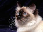 Pensive Birman cat