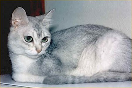 Задумчивая кошка породы Бурмилла фото