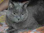 Pensive Chartreux 