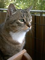 Pensive European Shorthair 