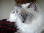 Pensive Ragdoll