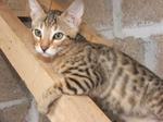 Pensive Serengeti cat