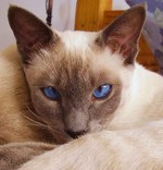 Pensive Siamese