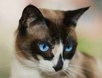 Pensive Snowshoe