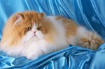 Persian cat blue background