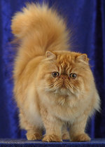 Persian cat looking at you