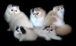 Persian cats