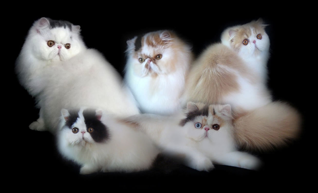 Персидкие коты фото
