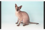 Peterbald blue background