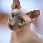 Peterbald face