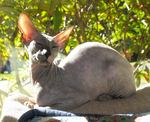 Peterbald in nature