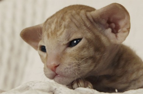 Котенок породы Петерболд фото