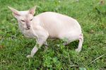 Peterbald on the grass